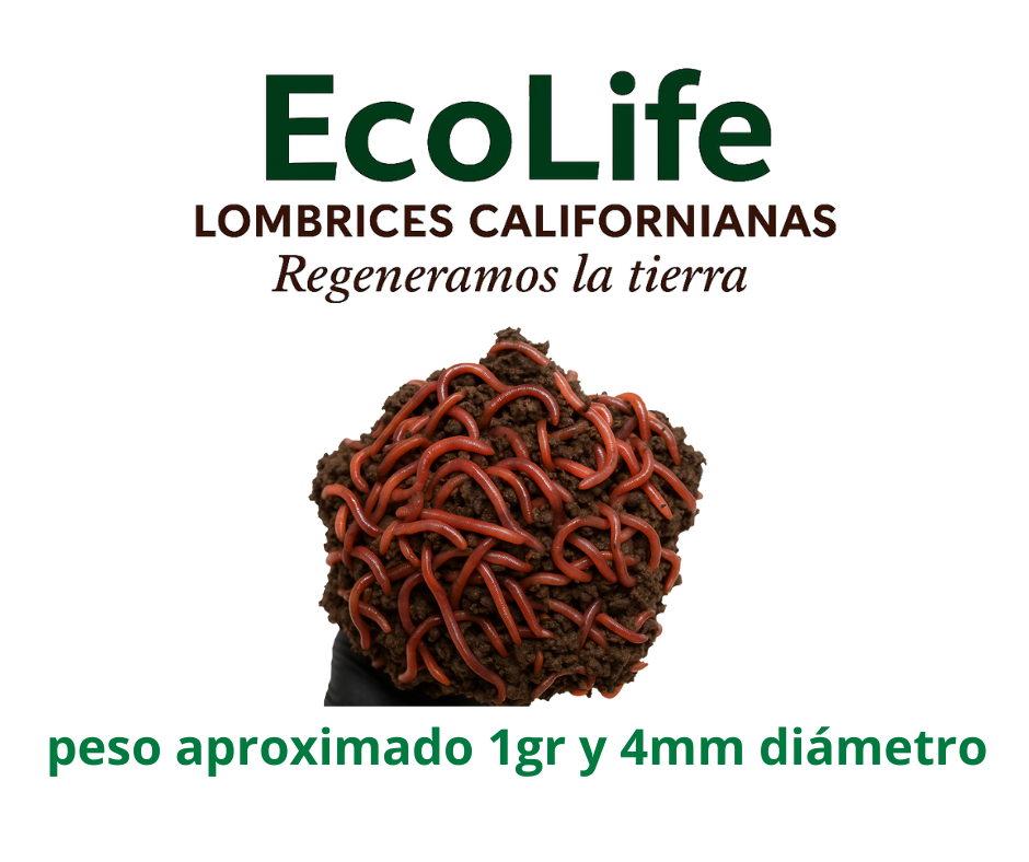 lombrices californianas humus ecuador