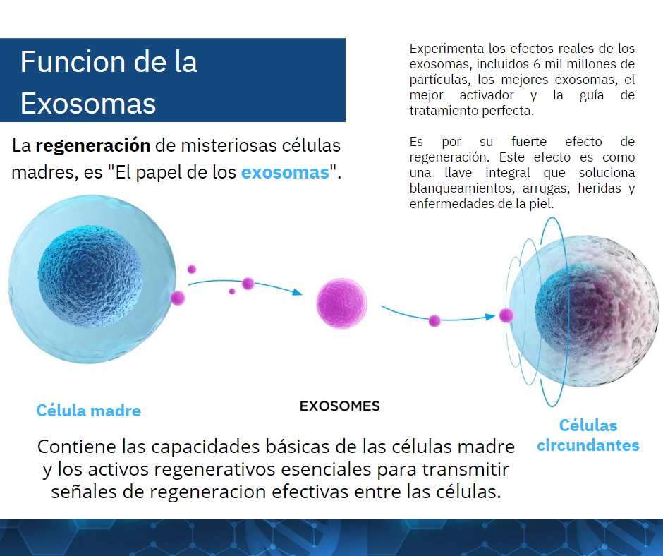 exosomas-exoxe-mccm-enzimas-recombinantes-clh-hialuronidasa-pdrn-salmon-otesaly-botox-940x788.png