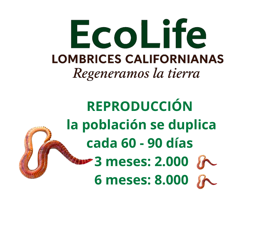 lombrices californianas humus ecuador